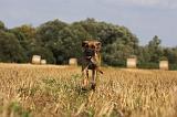DOGUE ALLEMAND 304